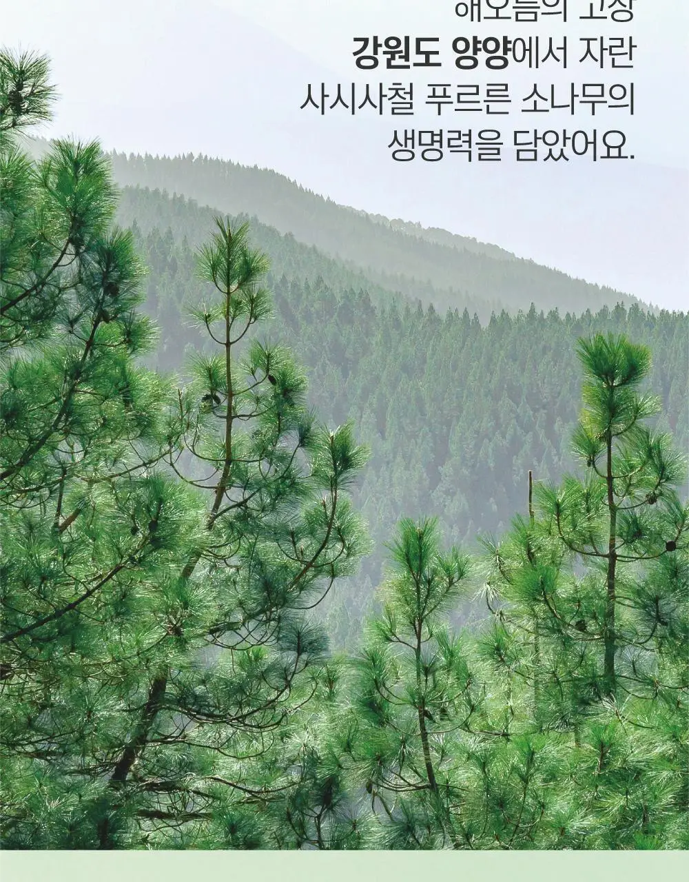 [긴급진정] 라운드랩 소나무 진정 시카 마스크 1매 상세페이지 5